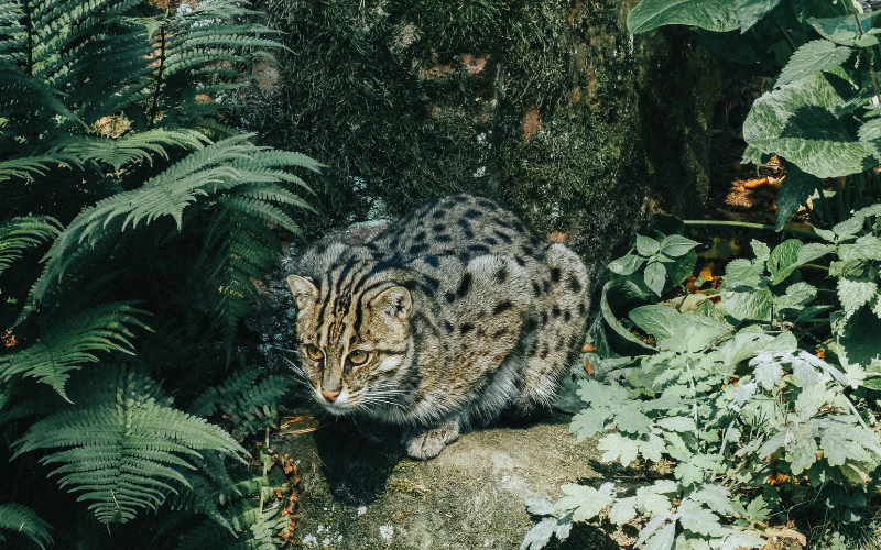The Ghost Cats of Colombo Wetlands