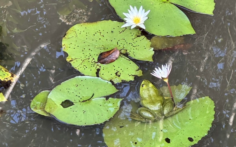 Among the Lily Pads: My First Indian Green Frog